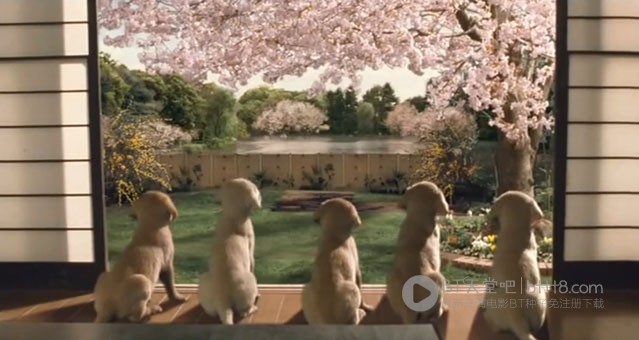 [导盲犬小Q][DVD-MKV][日语中字][豆瓣8.4分][1.3GB][2004]
