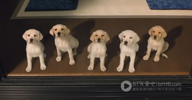 [导盲犬小Q][DVD-MKV][日语中字][豆瓣8.4分][1.3GB][2004]