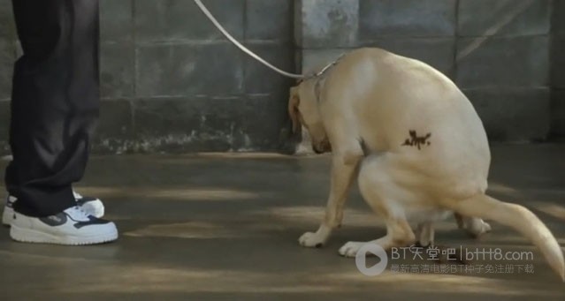 [导盲犬小Q][DVD-MKV][日语中字][豆瓣8.4分][1.3GB][2004]
